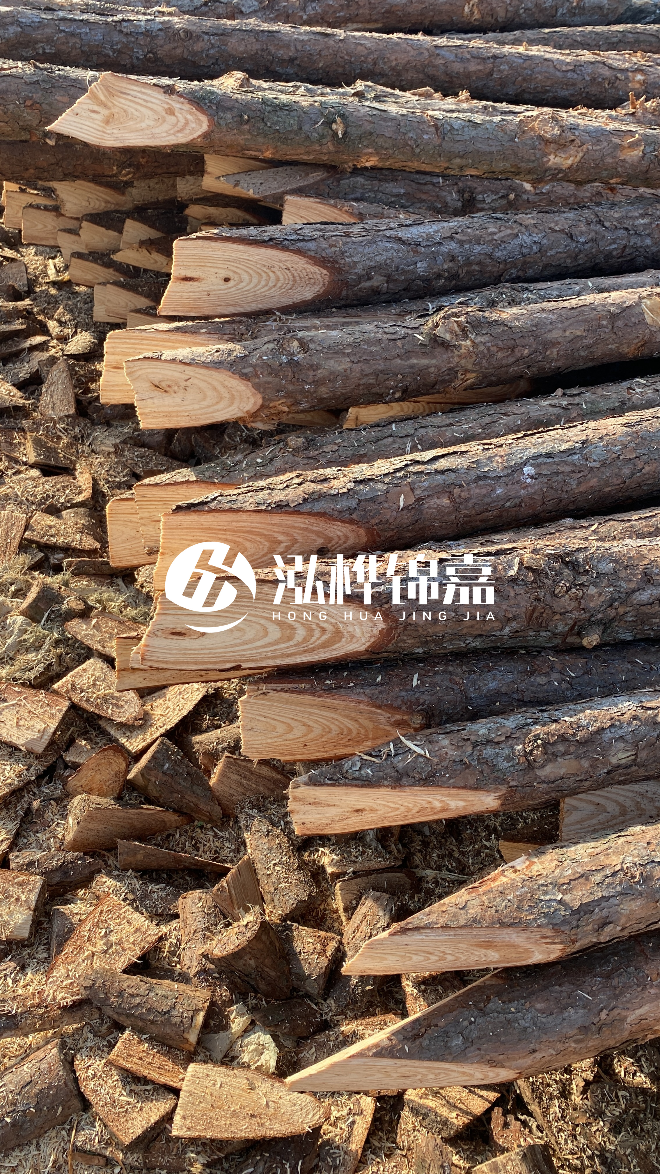 松木樁怎么分辨好壞？學(xué)會這幾招，輕松分辨松木樁好壞不踩雷！